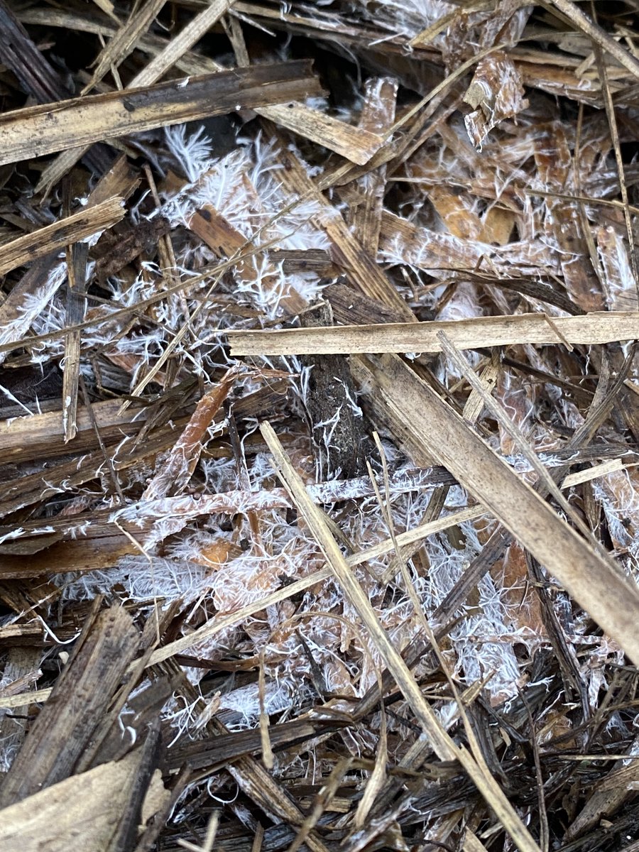 #Mycelium 🍄🕸️🧠🌱🦋✨