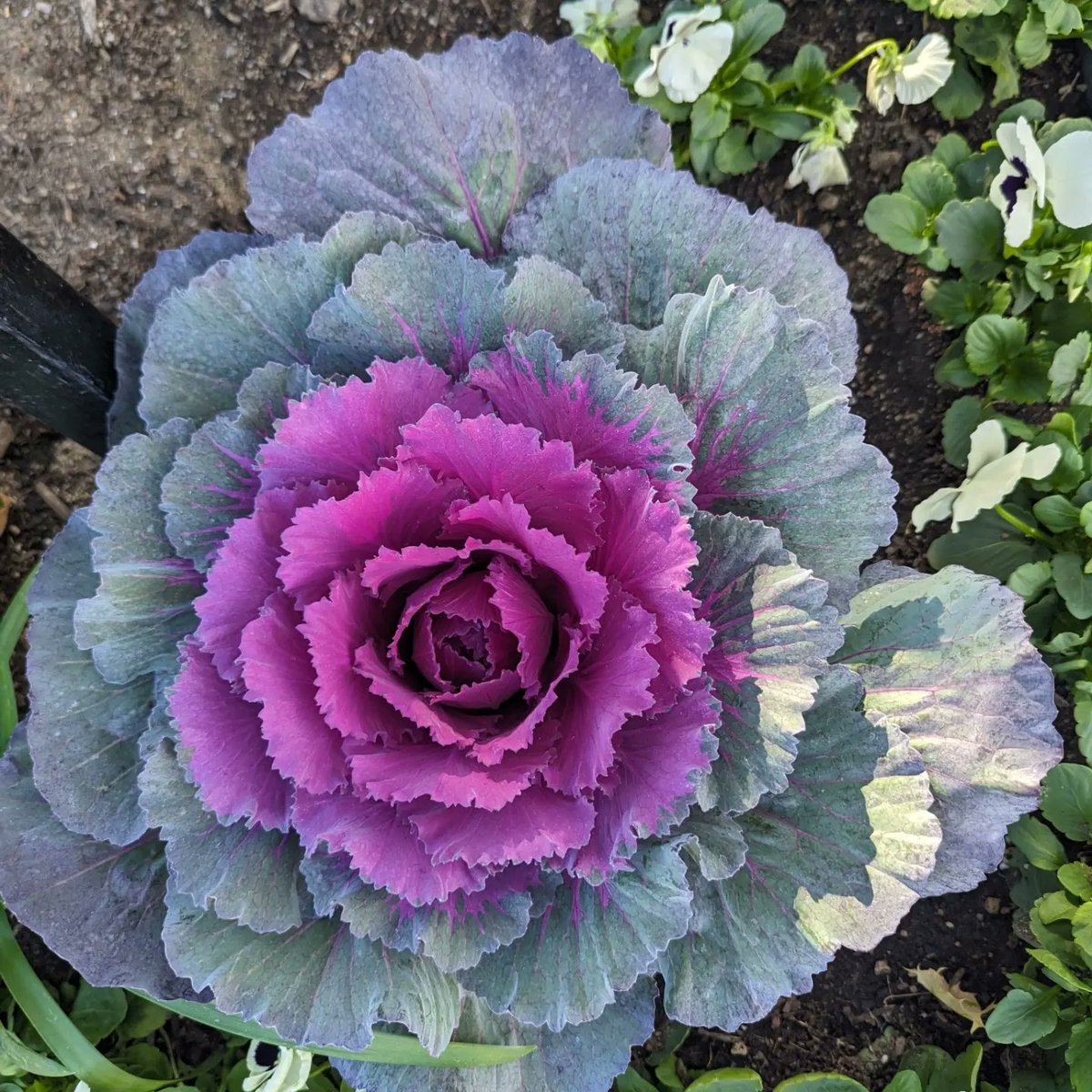 Beyond Lucid Tech tweet media