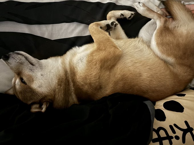 he took my gojo body pillow from me https://t.co/Lfhq3VEqI2<a href="/tag/berserk"class="tags"><span>#berserk</span></a><a href="/tag/%E3%83%99%E3%83%AB%E3%82%BB%E3%83%AB%E3%82%AF"class="tags"><span>#ベルセルク</span></a>