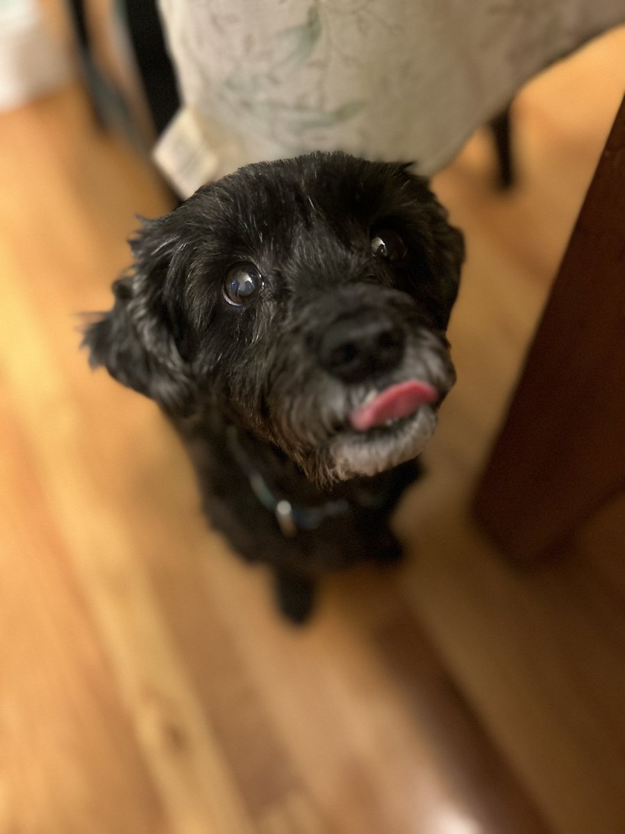 Irene05835749's tweet image. Happy Thanksgiving! We all got turkey for dinner! My dog brother had his birthday today. So he got extra extra turkey for dinner 🦃🍽 We hope mew have a purrfect day! #cowcat #CatsofTwitterX #AdoptDontShop #StaySafe #dogsoftwitter #CatsOfTwitter