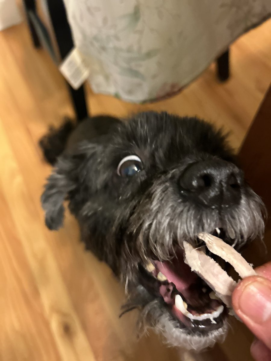 Irene05835749's tweet image. Happy Thanksgiving! We all got turkey for dinner! My dog brother had his birthday today. So he got extra extra turkey for dinner 🦃🍽 We hope mew have a purrfect day! #cowcat #CatsofTwitterX #AdoptDontShop #StaySafe #dogsoftwitter #CatsOfTwitter