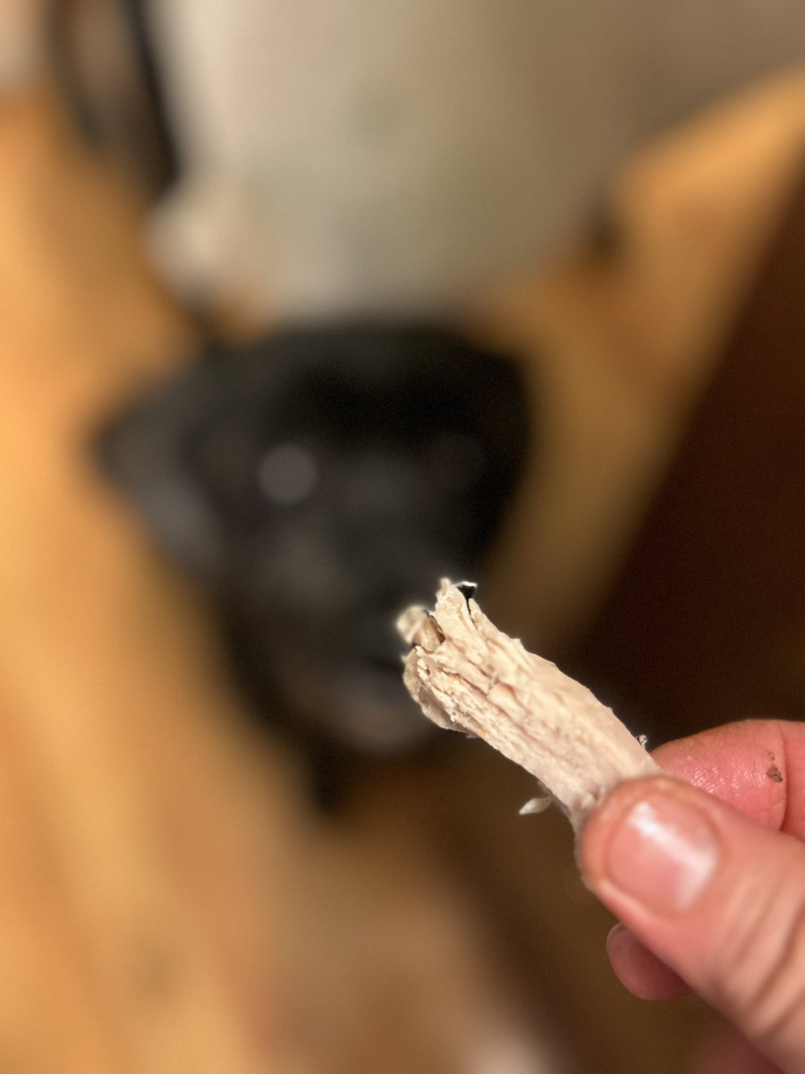 Irene05835749's tweet image. Happy Thanksgiving! We all got turkey for dinner! My dog brother had his birthday today. So he got extra extra turkey for dinner 🦃🍽 We hope mew have a purrfect day! #cowcat #CatsofTwitterX #AdoptDontShop #StaySafe #dogsoftwitter #CatsOfTwitter