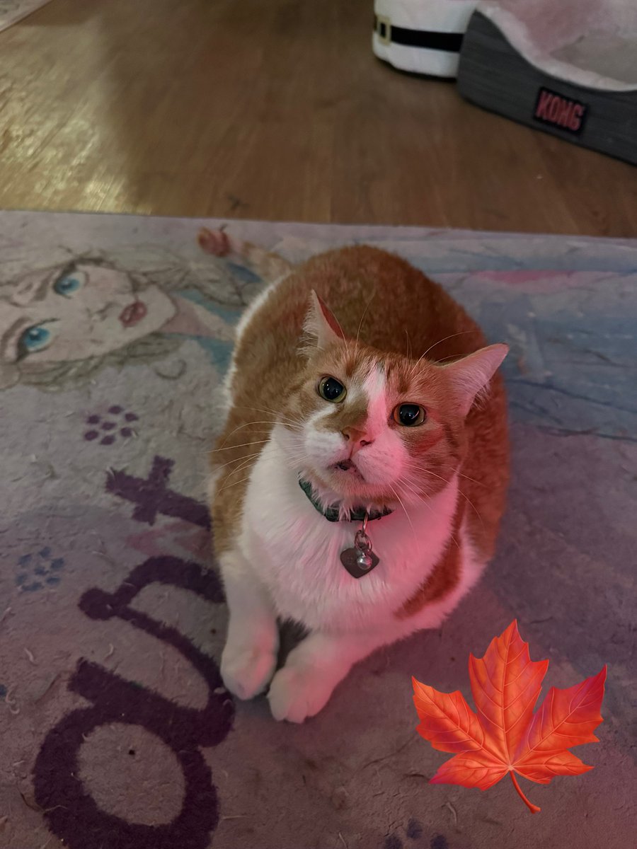 oreokittykat's tweet image. Hello friends 😸 Oreo, Lily, and Peaches hope you had the best Thanksgiving ever🦃🍁 ❤️ #fursday #thanksgiving #BlessedAndThankful