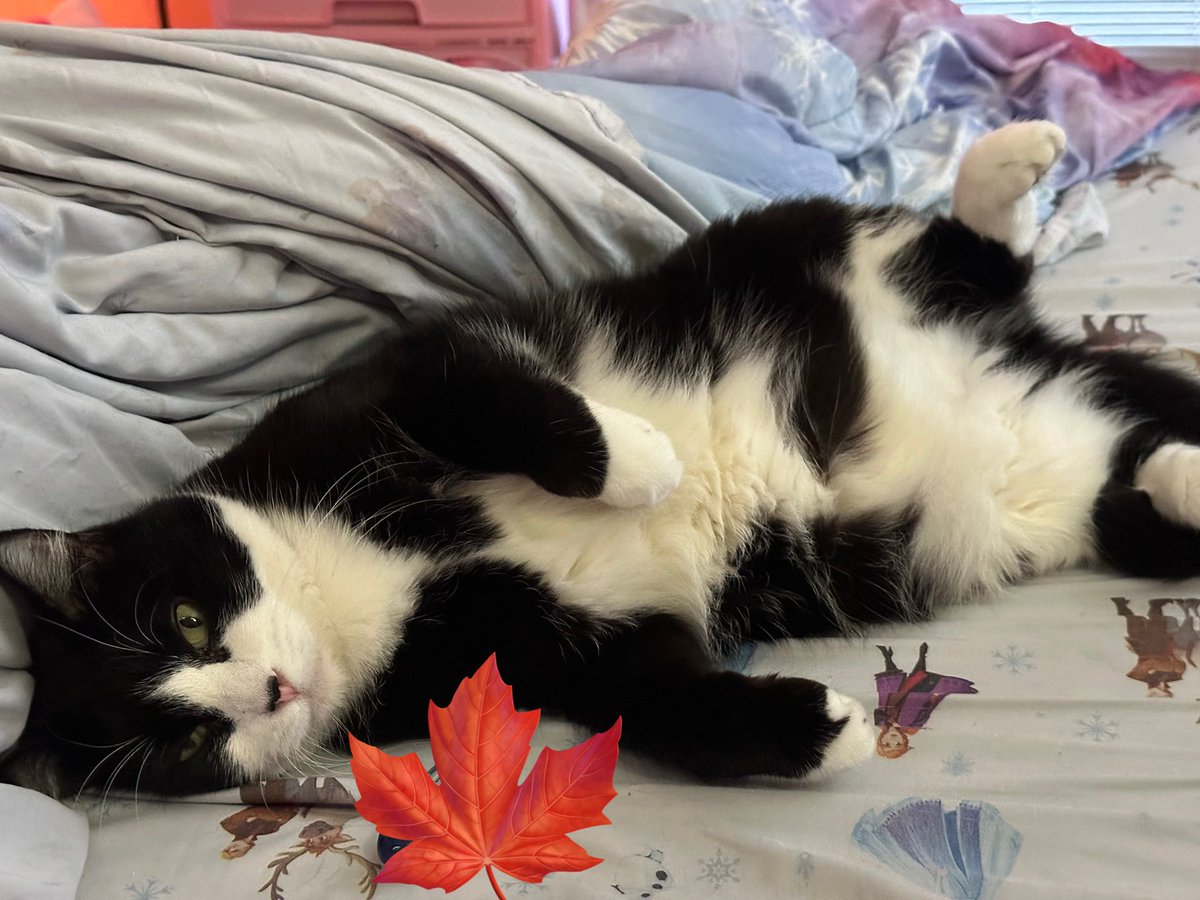 oreokittykat's tweet image. Hello friends 😸 Oreo, Lily, and Peaches hope you had the best Thanksgiving ever🦃🍁 ❤️ #fursday #thanksgiving #BlessedAndThankful