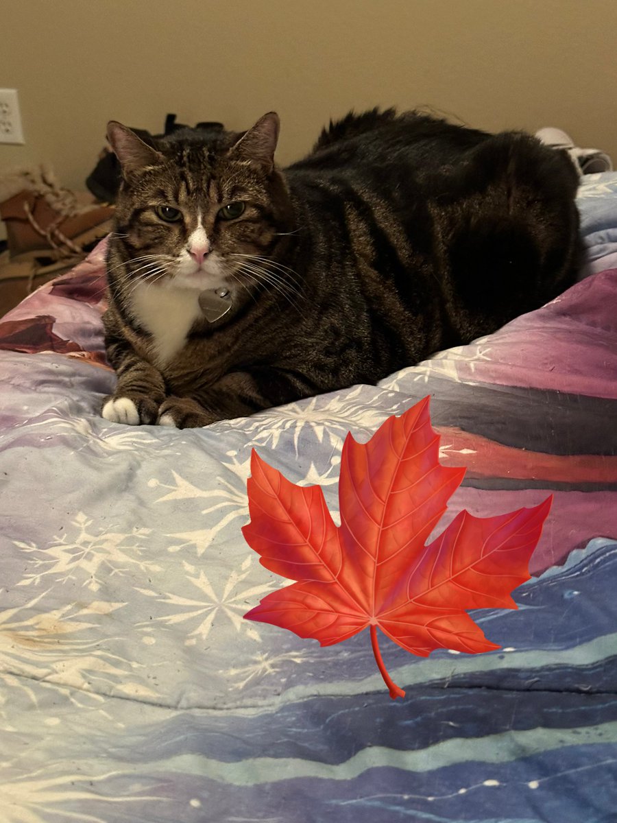 oreokittykat's tweet image. Hello friends 😸 Oreo, Lily, and Peaches hope you had the best Thanksgiving ever🦃🍁 ❤️ #fursday #thanksgiving #BlessedAndThankful