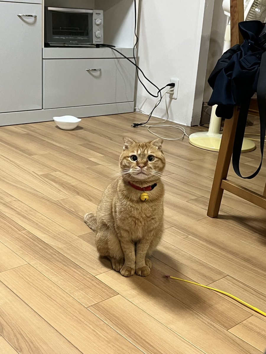CccCcc389's tweet photo. @kagisuzu0531 貫禄無さすぎる猫🐱 https://t.co/7YEnlOSxm2