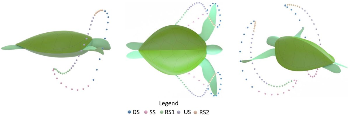 #NewArticle New Insights into #SeaTurtle Propulsion and Their Cost of Transport Point to a Potential New Generation of High-Efficient #UnderwaterDrones for #OceanExploration mdpi.com/2512094 #mdpijmse via @JMSE_MDPI @AUTuni @MDPIBiologySubj @MDPIEngineering #CFD