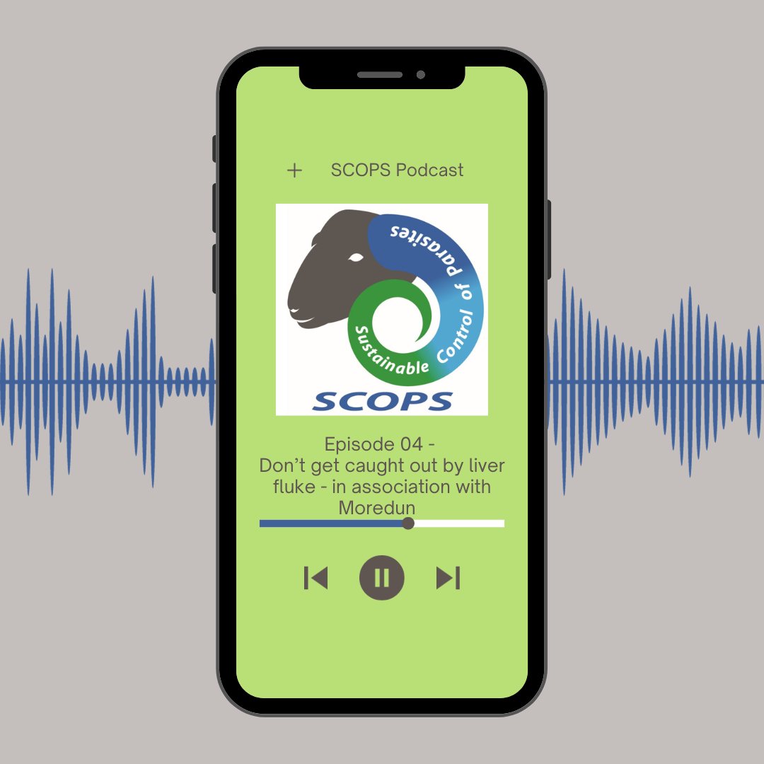 ***SCOPS post*** Don’t get caught out by liver fluke – understanding and responding to risk🐑🐌 The latest episode of the SCOPS podcast is now available⤵️ scops.org.uk/podcasts-resou… @MoredunComms