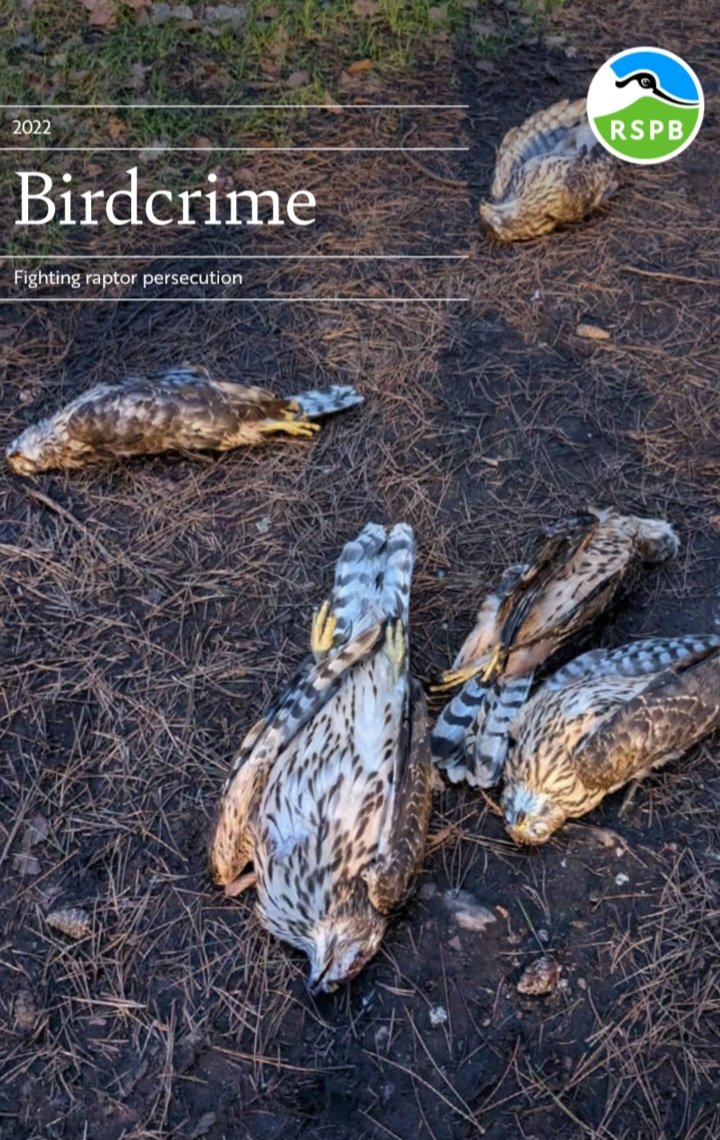 RSPBbirders's tweet image. Our latest #birdcrimereport download here  rspb.org.uk/birds-and-wild…