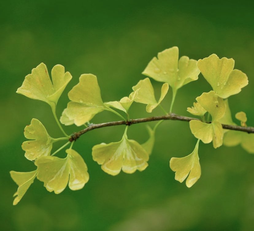 Every Autumn, the Ginkgo biloba trees shed an ocean of golden leaves @TheBotanics. They are considered living fossils because they’ve changed very little over the course of 200 million years. #horticulture #Edinburgh