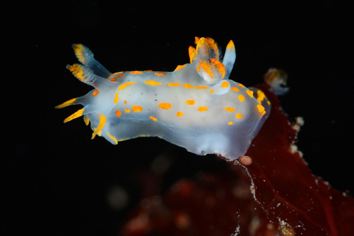 Nudibranchs (nude-ee-branks) are incredible animals as charismatic as they are weird (in a good way!)👇

🍋The speckled sea lemon nudibranch produces a citrus smell when handled. 

🪼Aeolid nudibranchs swallow and store jellyfish stingers, using them for protection.

This  📷 is…