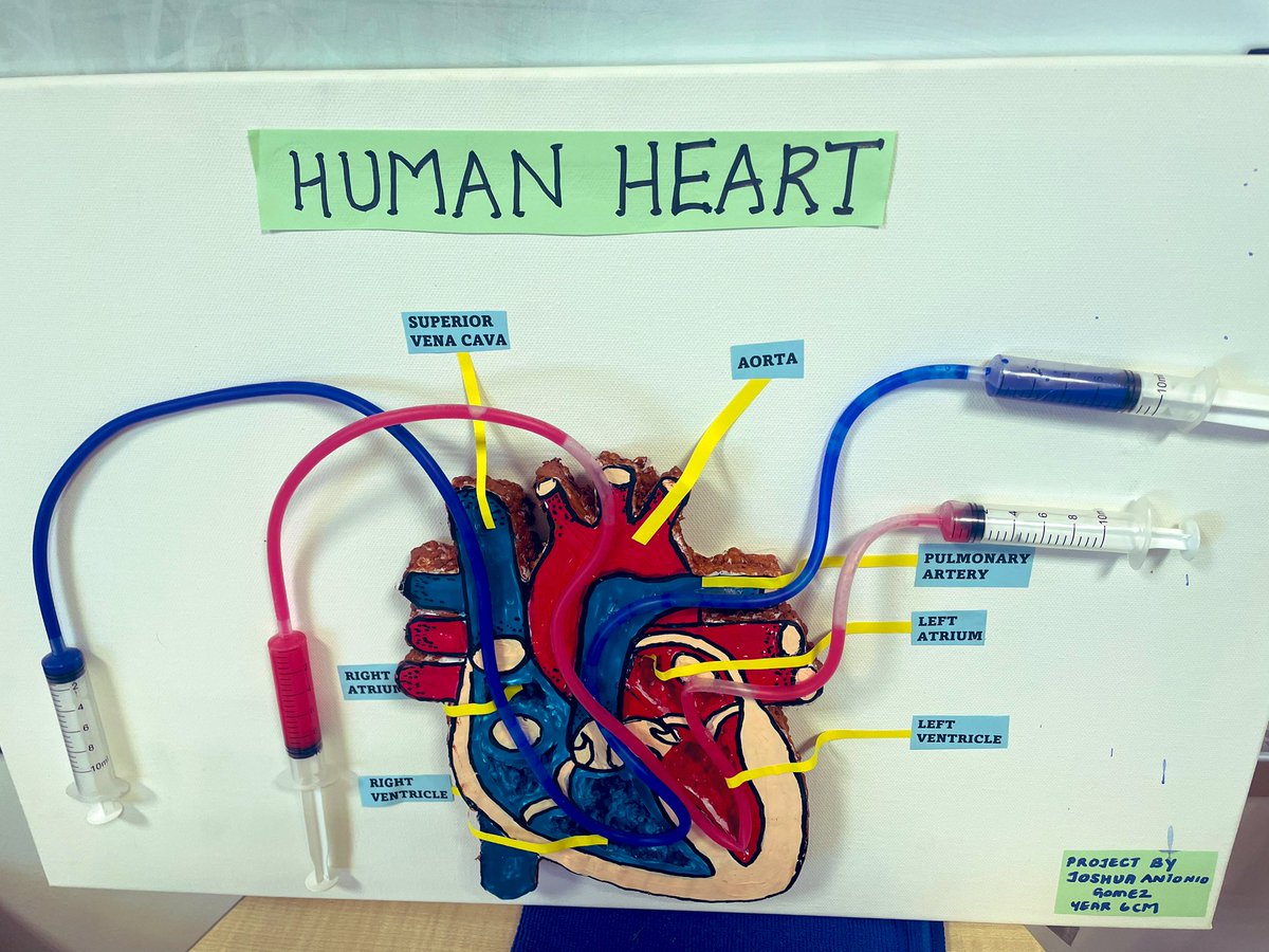 George Stokes- Head of Primary tweet media