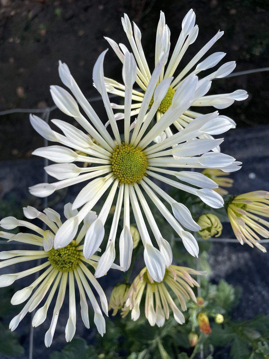 Late spray Chrysanth. 

These were planted in an unheated glasshouse as plugs mid August

#Chrysanthaday
#GardeningTwitter #flowerphotography
#Flowers 

Chrysanthemum ‘White Dance’