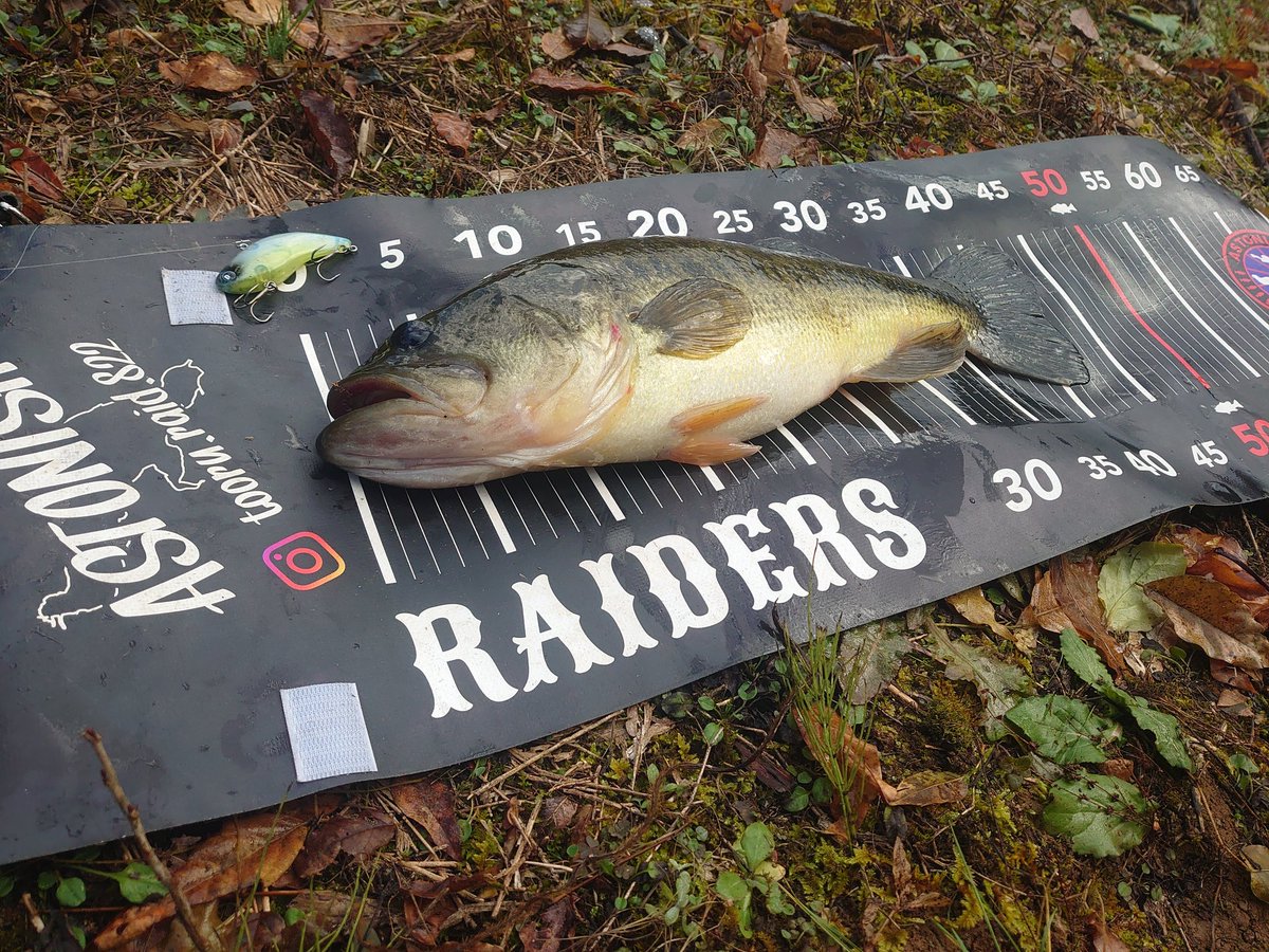 day_ero's tweet image. 本日はラスト桧原湖予定でしたが悪天候により中止だったので朝だけ溜池へ。例年よりまだ水に色がついてるので当然DIVISEVIBで巻き巻き！
#DIVISER
#DEELAKEORDER
#DIVISEVIBRATION70
#レイドジャパン
#raidjapan
#グラディエーターアンチ