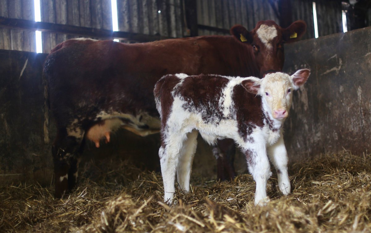 Decent calf from a ‘1 star’ cow 🤔🤔
#qualityoverstars #cattlebreeding