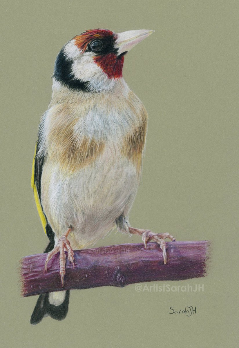 @CarlBovisNature That's a gorgeous #photo Carl of one of my favourite #birds. 🥰 Here's my rendition of a #goldfinch in coloured #pencil.
#FridayRetweetPlease