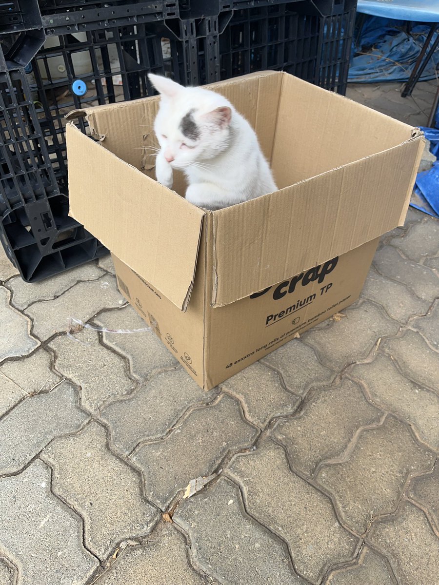 half_straycat's tweet photo. Pretend Play Amazon๐ฆ
Amazon is having a Black Friday sale, and Retro Unit is also having a Black Friday sale.
check it outโ๐
https://t.co/K5MSMBmnMj
But you can't buy Marshmallow.๐ฌ
#BlackFriday #Sale #RetroUnit #cat #catlife #halfstraycat #whitecat #lovelycat #pawpads https://t.co/b1kvYC56oh
