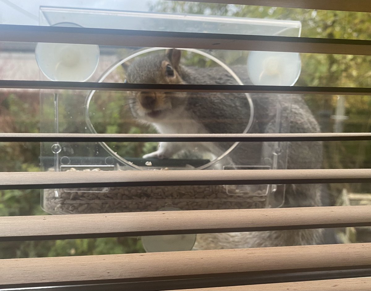 Can anyone help with the ID of this bird on the window feeder this morning? 😉🐿️🤦‍♀️ @WildMarlow1