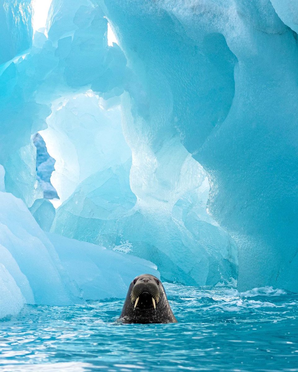 LewisPughFDN's tweet photo. A lone walrus in its icy kingdom 🦭❄️
📸: Nathan Clark https://t.co/hk9hlY21cb
