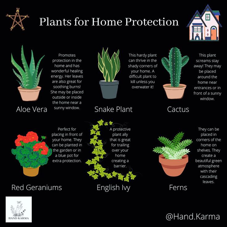 Witchy Tips: Plants for Home Protection #witchcraft #witchtips #witchytips #witchythings #witchystuff #witchestips #witchtip #witcheshome #witchyvibes #cottagewitch #greenwitch #cottagecoreaesthetic