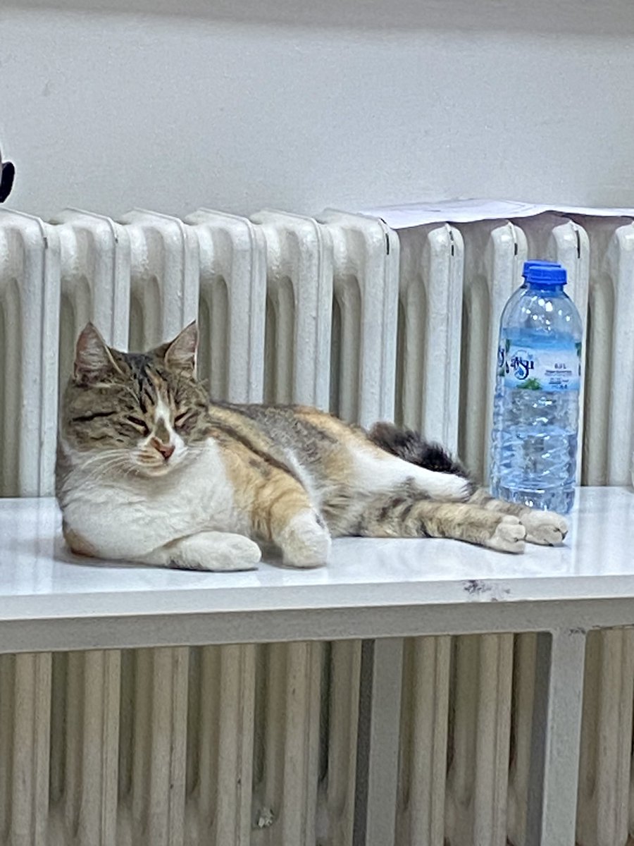 Vizeleri atlatmış kedyy rahatlığı&gt;&gt;&gt;