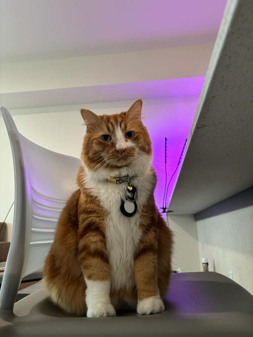 saecidal's tweet image. Me when people askin how would i describe cute: