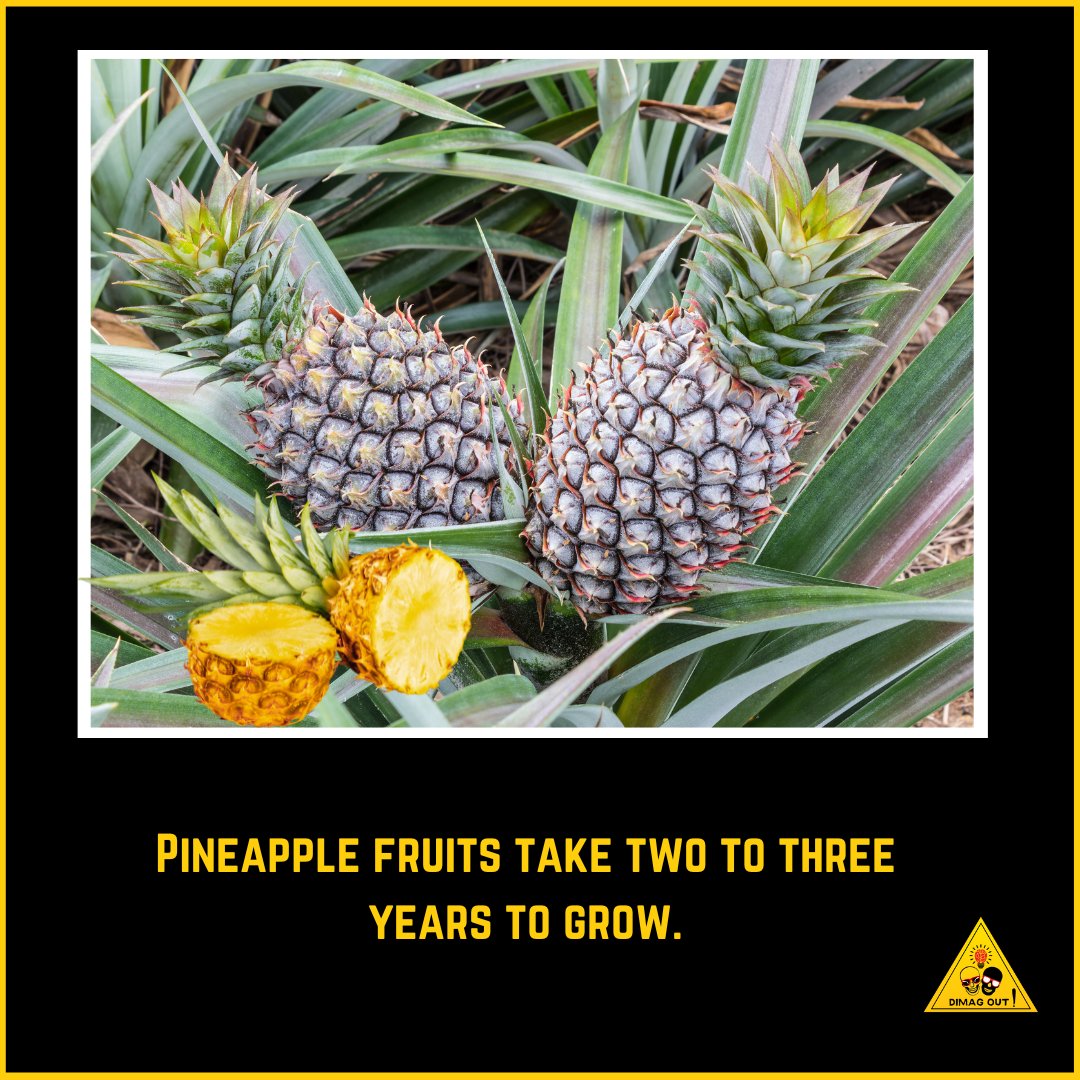 dimag_out's tweet photo. Pineapple fruits take two to three years to grow.
.
.
.
.
.
#pineapple #fruits #yearstogrow #facts #amazingfacts #weird #weirdfacts #dimagout😝 https://t.co/ycLfwZ84Ci