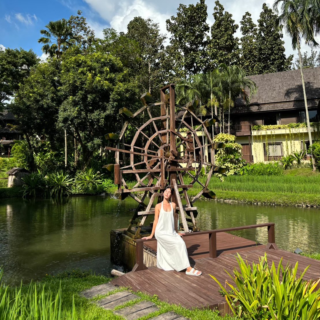 FSThailand's tweet image. Golden rice fields and feathered friends - a delightful duo for a leisurely meander through nature's beauty. A #dreamwithfs moment you can’t shake off! @tasha_aueng #fschiangmai #fstakeyourtime