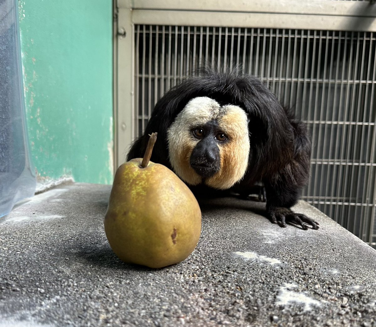 モップくんに #ラフランス をいただきました🍐美味しくいただけたかな