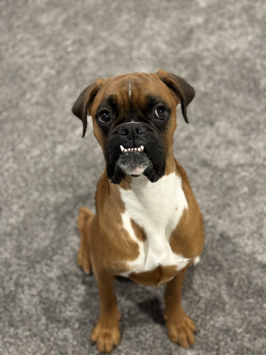 brando (daddy) tweet media