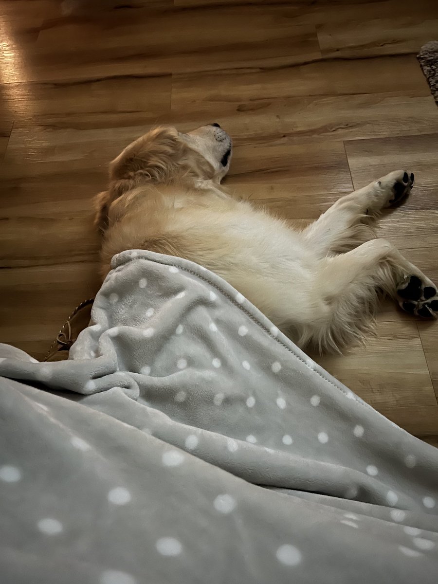 So proud of this boy! We have dealt with a lot of death lately, and watching ⁦<a href="/WonderdogHenry/">Henry the Wonderdog</a>⁩ work has been amazing! He just seems to know who’s hurting. I never imagined the impact he’s had. I’m deeply grateful…we’re truly #honoredtoserve Now for some time off!