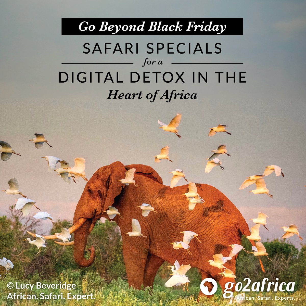 Get ready for the ultimate adventure! 

Go2Africa's Black Friday Specials are finally here!🌍 

Embark on a transformative journey reconnecting with nature. Check out our exclusive safari packages: bit.ly/3un35Sy 

📸: African Safari Expert, Lucy Beveridge.