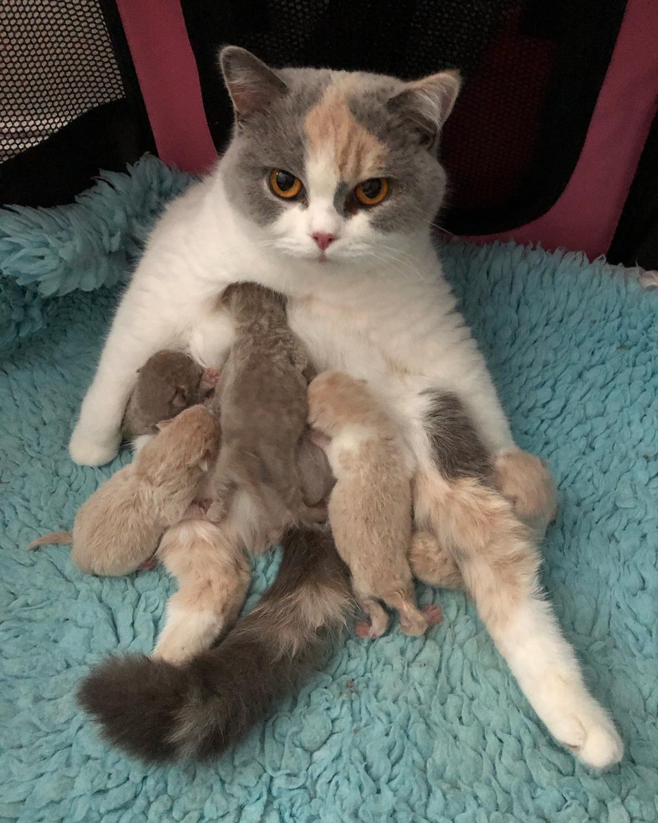 All ready for December 25th show me some love by commenting and liking 😍😍😍💕😻