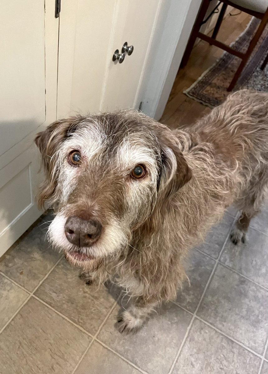 The Snoopervisor 2.0 /Moses (Wilma🌈) tweet media