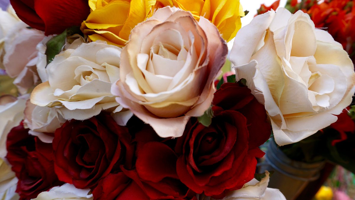 promofact's tweet photo. The cultivation of roses dates back to ancient times, with evidence of their presence in ancient Egyptian, Greek, and Roman civilizations. #rose #plants #NatureBeauty https://t.co/LoeKWD1GSP