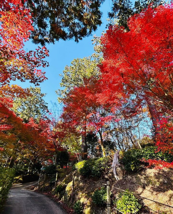 mimurototemple's tweet photo. (2023.11.22までに撮影)
紅葉状況 見頃です。
三重塔周辺のもみじも色付いおります
イチョウの葉が綺麗な黄色に変わりました。

#mimurotoji #三室戸寺 #花の寺 #京都 #宇治 #紅葉 #見頃 #もみじ #イチョウ #ツワブキ #しだれ梅 #ツツジ #あじさい #蓮 https://t.co/yGzI8fTaCE