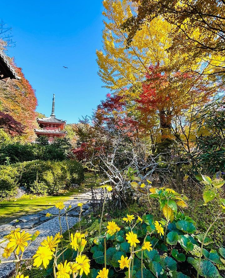 mimurototemple's tweet photo. (2023.11.22までに撮影)
紅葉状況 見頃です。
三重塔周辺のもみじも色付いおります
イチョウの葉が綺麗な黄色に変わりました。

#mimurotoji #三室戸寺 #花の寺 #京都 #宇治 #紅葉 #見頃 #もみじ #イチョウ #ツワブキ #しだれ梅 #ツツジ #あじさい #蓮 https://t.co/yGzI8fTaCE