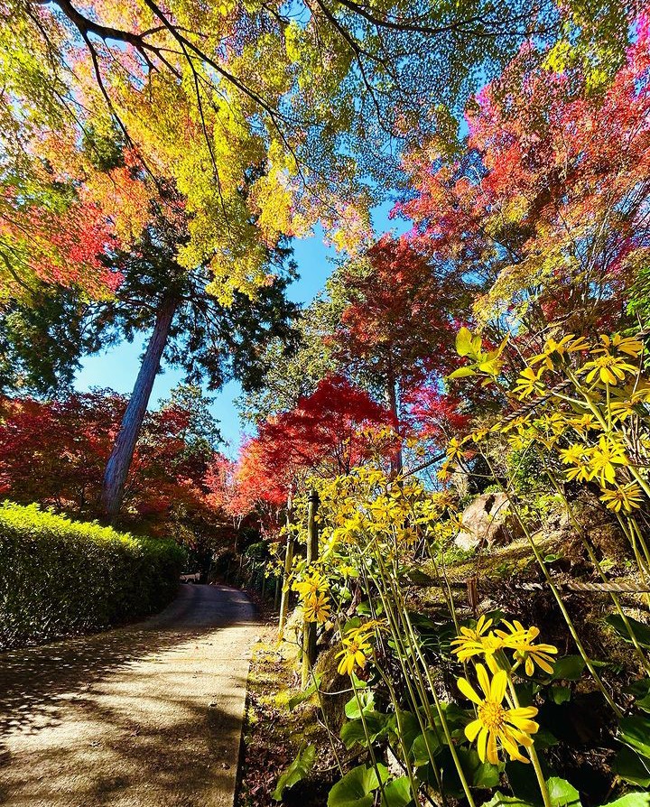 mimurototemple's tweet photo. (2023.11.22までに撮影)
紅葉状況 見頃です。
三重塔周辺のもみじも色付いおります
イチョウの葉が綺麗な黄色に変わりました。

#mimurotoji #三室戸寺 #花の寺 #京都 #宇治 #紅葉 #見頃 #もみじ #イチョウ #ツワブキ #しだれ梅 #ツツジ #あじさい #蓮 https://t.co/yGzI8fTaCE