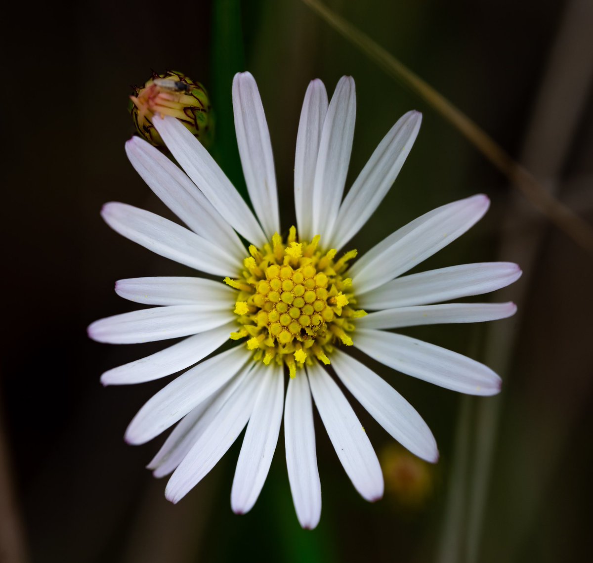 ghost1tx's tweet photo. it wasn’t till I went home and saw the detail of pollen on this wild flower. (Photograph taken on spring)
#Freshness #Nature #CloseUp #FlowerHead #Outdoors #Petal #MacroPhotography #pollen #flower #color #photagraphy #localtrails #wildflower #photography #laowa https://t.co/FtRpXesA3c