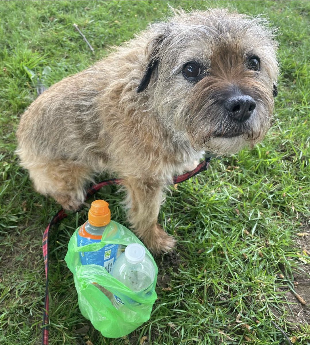 Dropping #litter & walking past it has become normalised. 

Let’s normalise NOT dropping it & picking it up. It only takes a minute. It’s never too early to make a #NewYearsResolution 

#dontwalkby #dogsofx #BTPosse #2minutelitterpick #dogsoftwitter