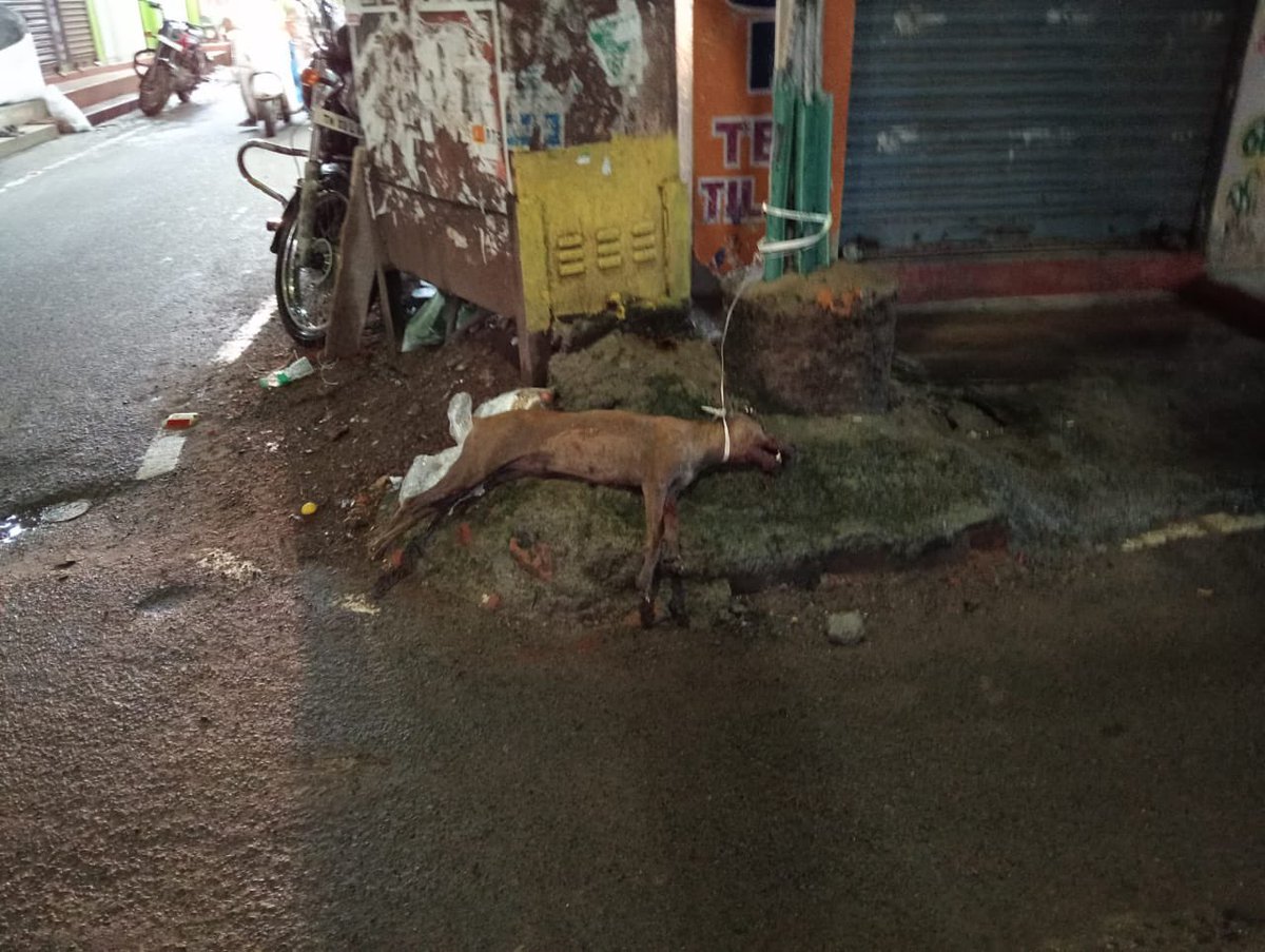 omjasvinMD's tweet photo. Breaking: A stray dog which bit 29 people in North Chennai’s Royapuram has been confirmed as Rabies Positive. @chennaicorp is currently monitoring the health of all the bitten residents and they are being called in their phones to take their second dose of anti-rabies vaccine. GCC to catch more dogs from the neighbourhood to monitor and immunise them against rabies. Among the 29 cases include ten students among which five were paediatric cases.