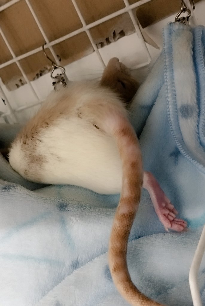 fancy_rat__'s tweet photo. けちゅ🍑

そろそろ、しっぽが(ﾟ⊿ﾟ)ｷﾀﾈｪww

 #ファンシーラット  #どぶねずみ https://t.co/ssxFgim08G