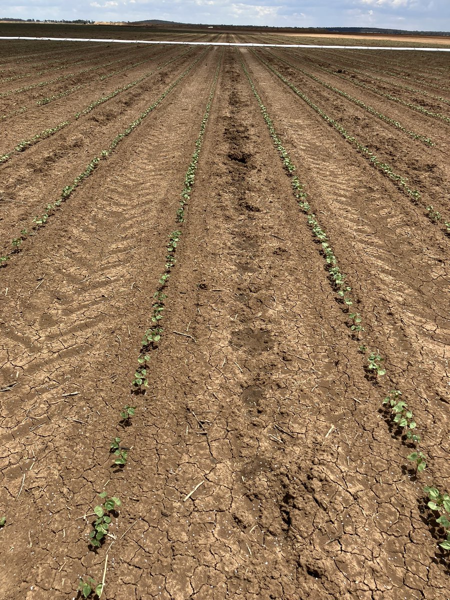 Cotton 23/24 is up and away in the Macquarie valley! Looking forward to watching crops develop - my first full season back in cotton in 5 years 💯👌