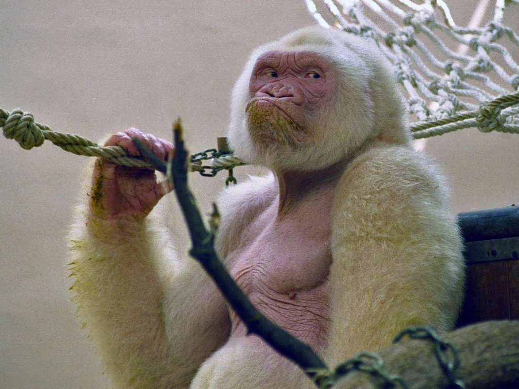 Viquipedia's tweet photo. #Huifa 20 anys se li practicà l'eutanàsia al Floquet de Neu, icònic goril·la albí del Zoo de Barcelona, per a llevar-li el patiment del càncer de pell.

Nascut a Guinea Equatorial en 1964, morí a 39 anys —la mitjana en llibertat d'estos primats és de 25.

https://t.co/ER1PA4ymFB https://t.co/BhDZOVVVQ9