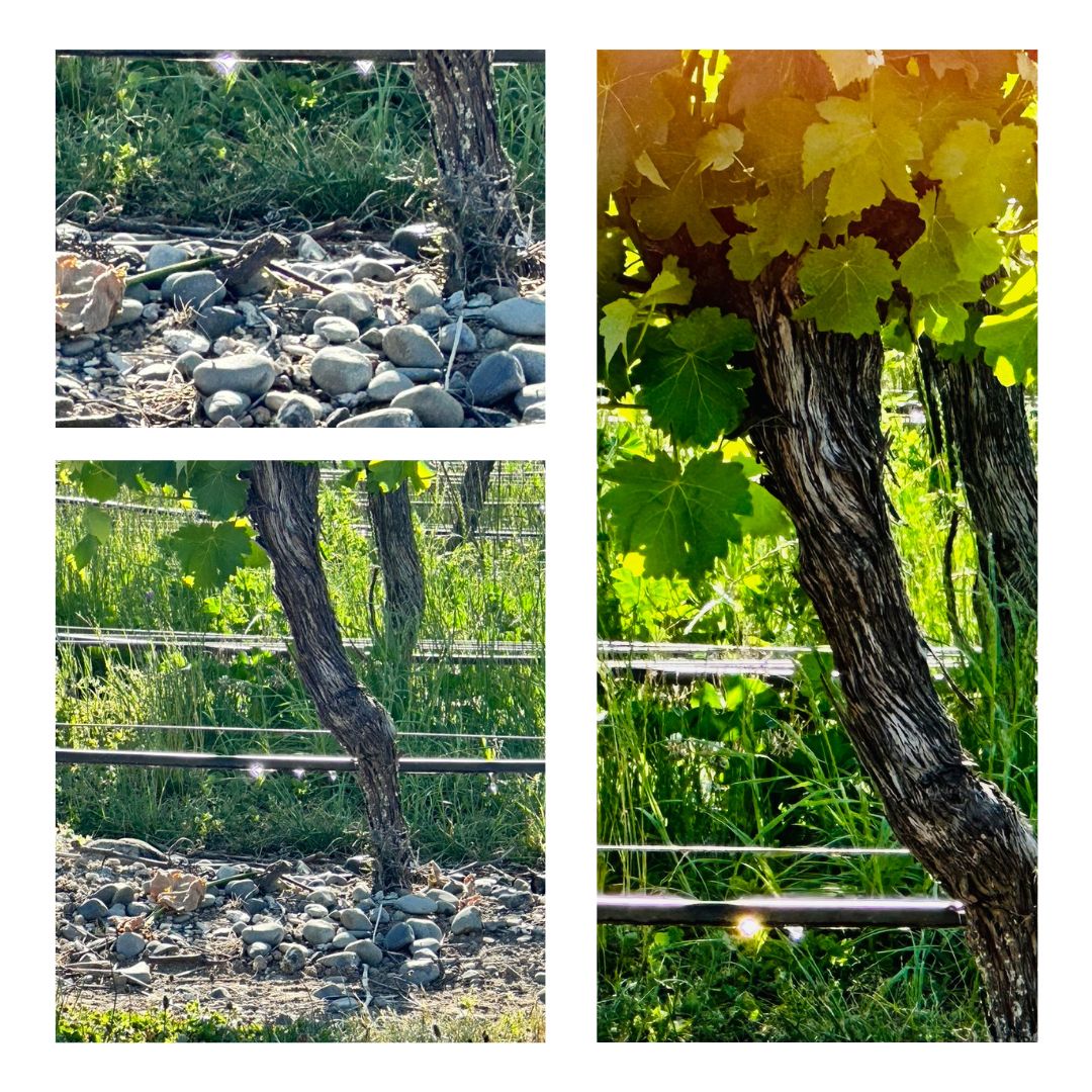 Dunnolly's tweet photo. #springhassprung #nakedwinemaker #nakedwines #independentgrowers #supportindependent #takethepledge #wine #spring #kiwiwinemaker https://t.co/eHZSo7A6um