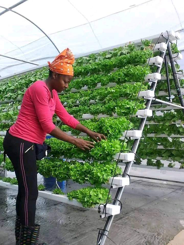 With the new farming tech, Aeroponics can make everyone a farmer without owning a land as long as you're interested.

It's eliminating the need for soil or an aggregate medium to grow crops. You only need water and nutrients.
#LetsGrowTogether
#Farmtech