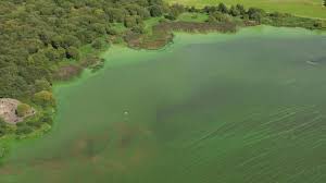Interested in understanding the ecological impacts of #Eutrophication in #LoughNeagh then come and join @Lancaster_LT and me for your #QUADRATPhD journey - focusing on trophic structure, stability and ecosystem functioning in the UK’s largest lake! findaphd.com/phds/project/q…