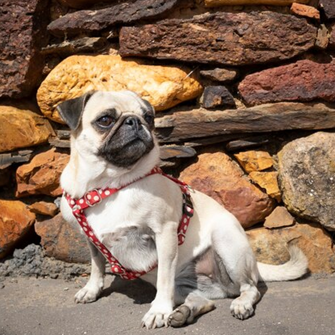 usa_pug's tweet photo. No matter how little money and how few possessions you own, having a dog makes you rich.
#pugliagram #pugliafoodporn #pugbrasil #pug #pugstuff #pugsoftheday #pugclub #puglove #pugmagazine #pugmodel #pugsofig #puglia #pugcarlino #pugsarethebest #pugfamily https://t.co/90x4kGsnwz