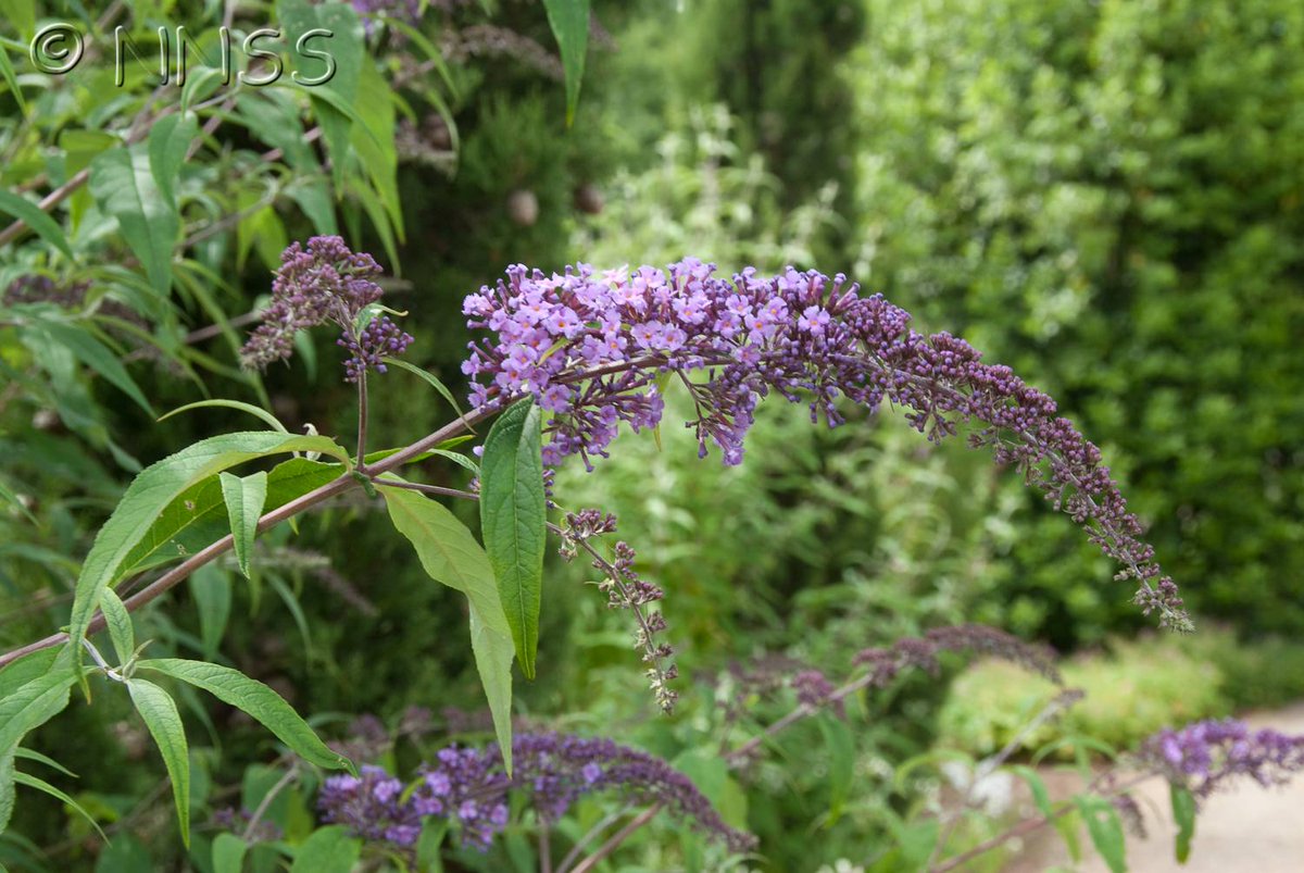 If you have an ornamental plant in your garden that is spreading uncontrollably report it via Plant Alert 👉  plantalert.org

These reports inform risk assessments of various ornamental species which help to advise gardeners and nurseries on problem plants 🌿