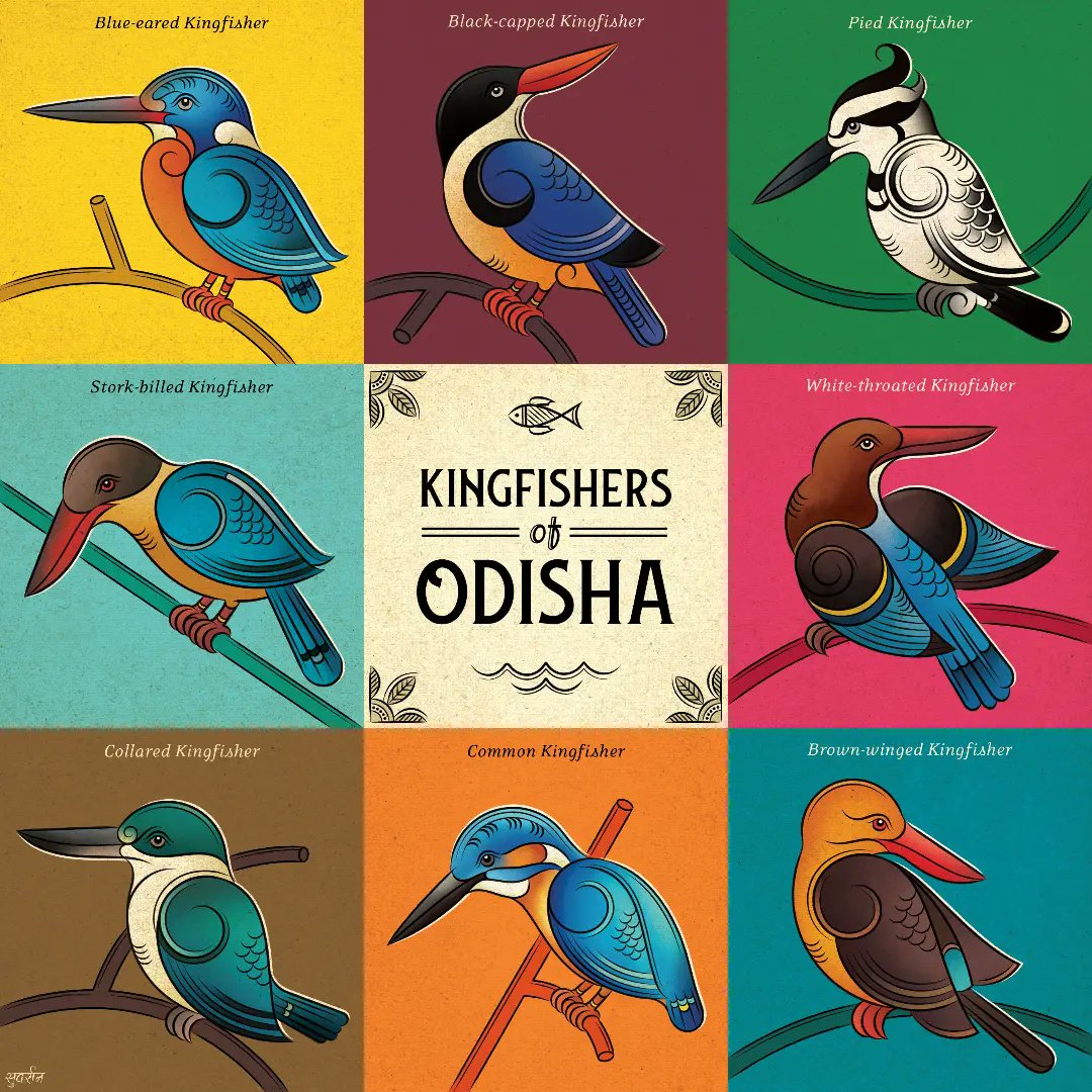 Like a drop of water speeding towards its grander self, the kingfishers dive into water to catch their prey, and to catch splendid colours of the waters on their feathers! Welcome the winged waters from the land of myriad colours- the eight 'Kingfishers of Odisha'. #folkindica